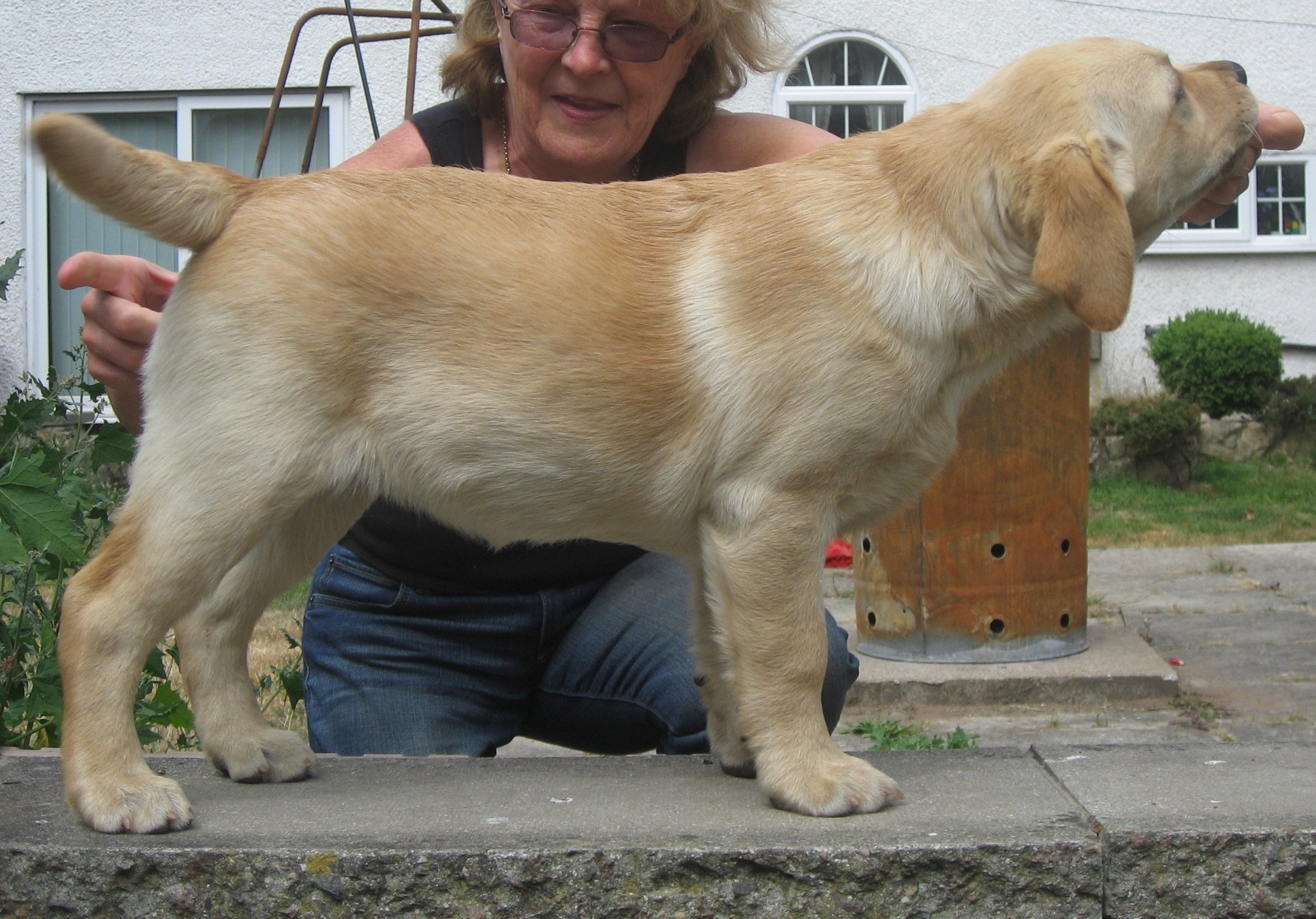 Champ store dogs labrador