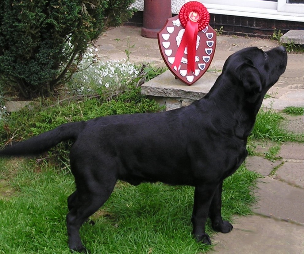 The Boys Lakemeadow Labradors By Pick Of Litter Websites